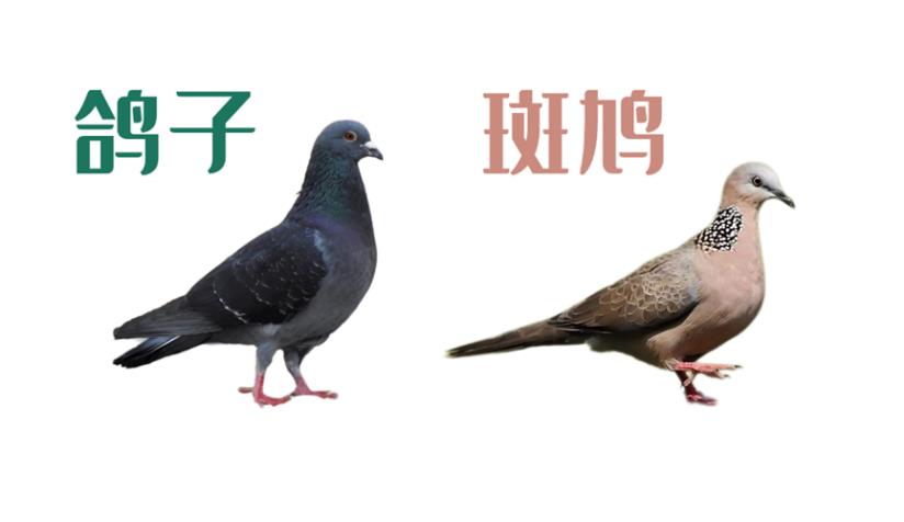 DƬ